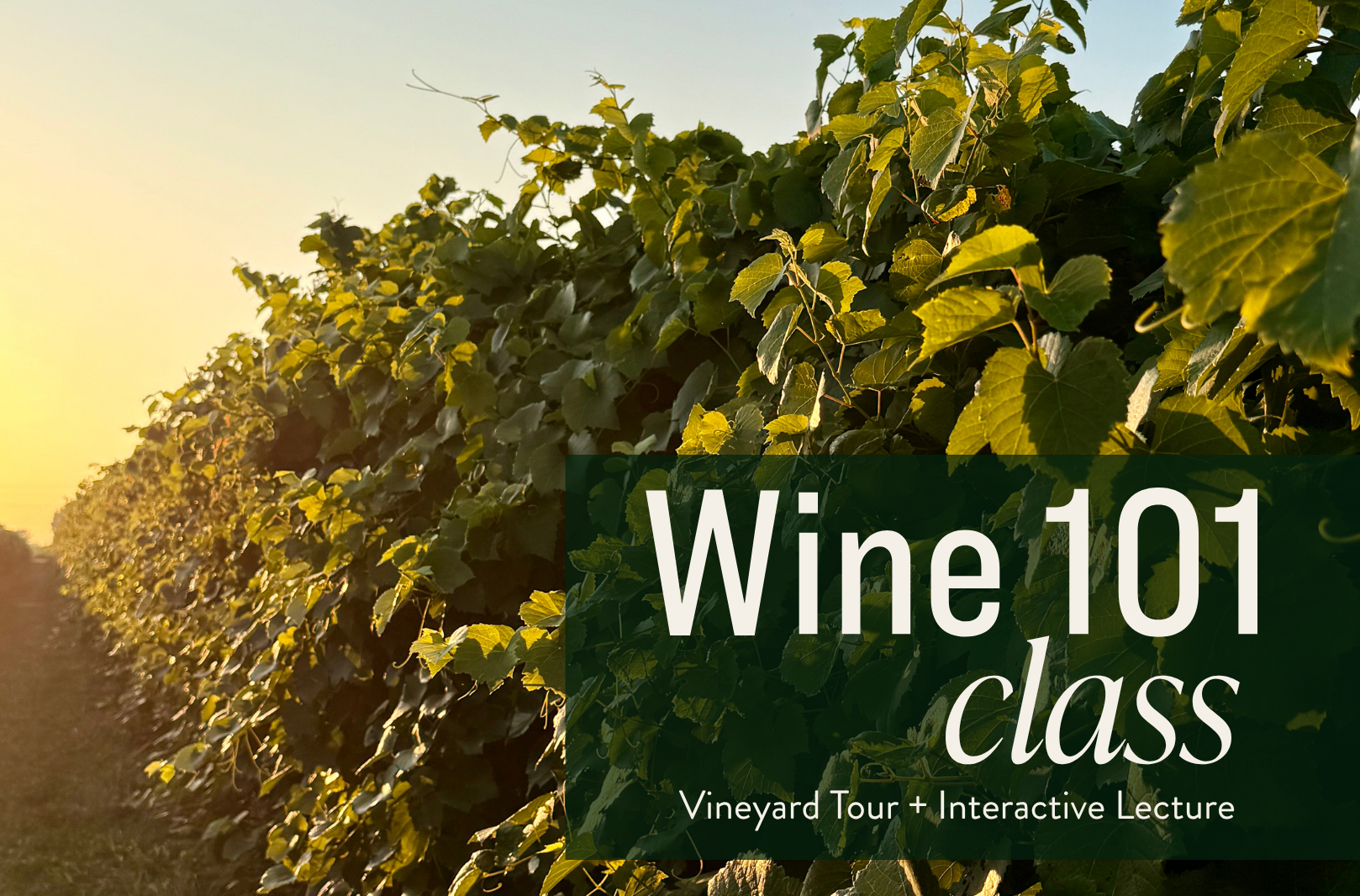 Wine 101 Class